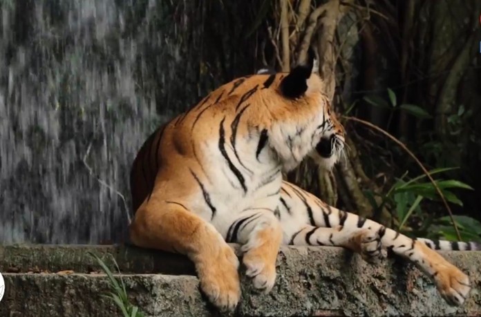 A Bengal tiger at Khao Kheow Open Zoo in Chonburi.