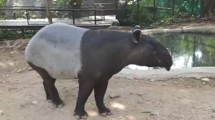 Malayan tapir at Khao Kheow Open Zoo in Chonburi.