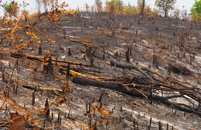 The Ministry of Natural Resources and Environment plans reforestation in the North of Thailand after the damage from extended forest fires.