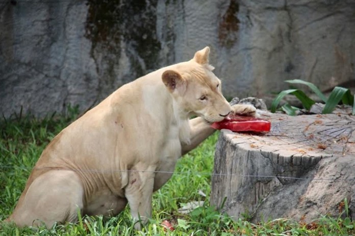 A White Lion licks on a portion of frozen blood on a hot day at Khao Kheow Open Zoo, Chonburi.