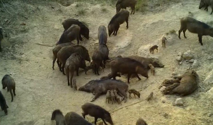 A sounder of wild boars at Thung Salaeng Luang National Park, Petchabun Province.
