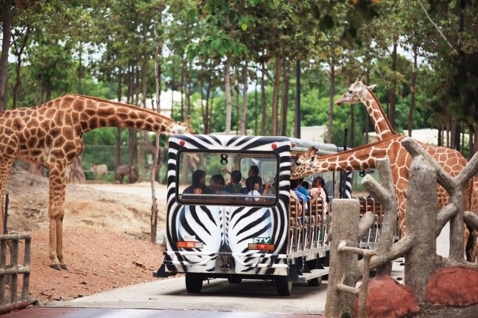 Chiang Mai Night Safari located at the foot of Doi Suthep, about 12 kilometers from the city of Chiang Mai. The zoo is closed for the health public protection since March 27, 2020.