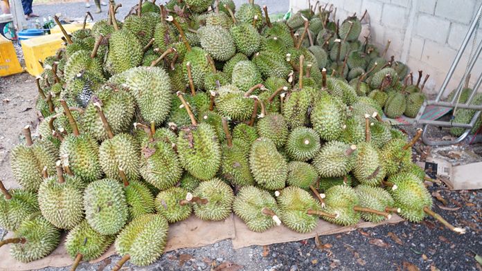 In Chantaburi province, valuable durian trees were felled causing hundreds of thousands of baht in damage.
