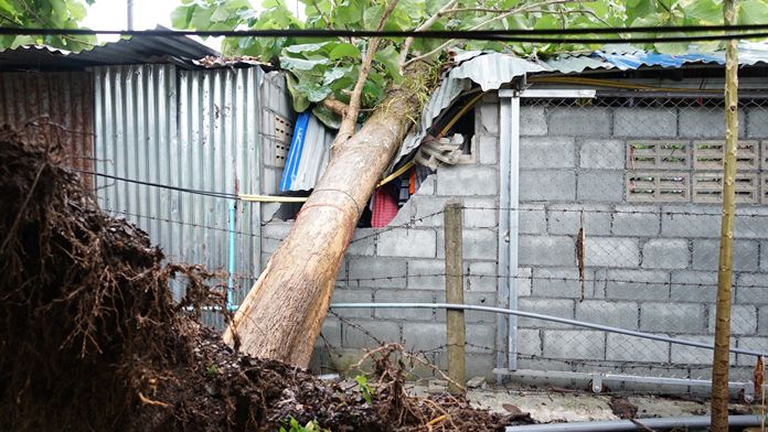 A house in Chantaburi was struck by falling trees.