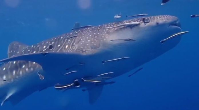 A large whale shark measured 15 meters in length spotted at diving sites around Koh Tao.