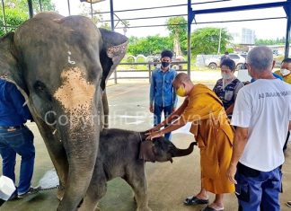 Nong Nooch Tropical Gardens Pattaya celebrates 96th elephant birth