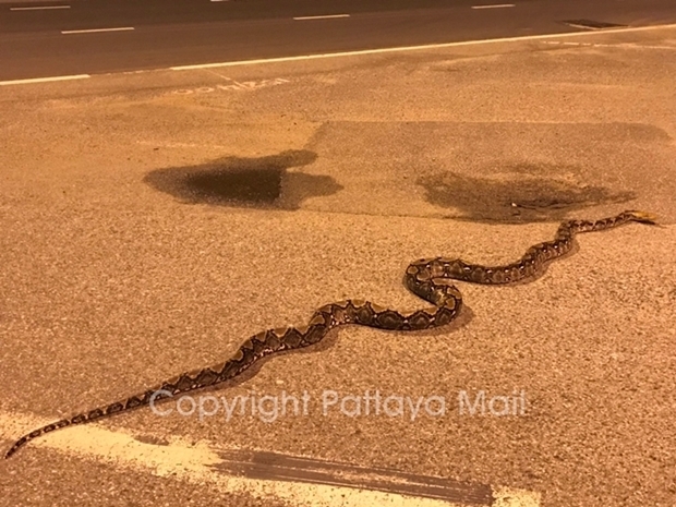 Police and volunteers patrolling for curfew breakers found this slithery rule breaker at 2 a.m. on Jomtien 2nd Road.