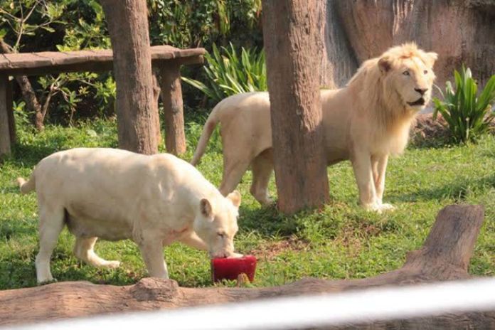 Zookeepers feed freezing blood cubes for lions and tigers at the KhonKaen Zoo.