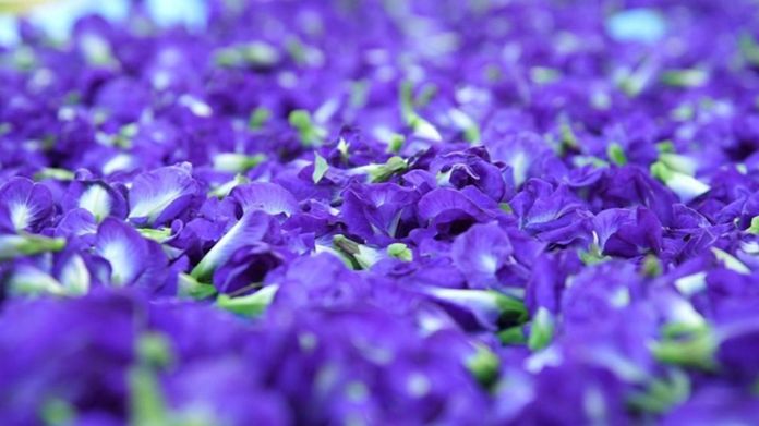 Butterfly Pea - high demand in overseas markets due to health benefits of Anthocyanins.