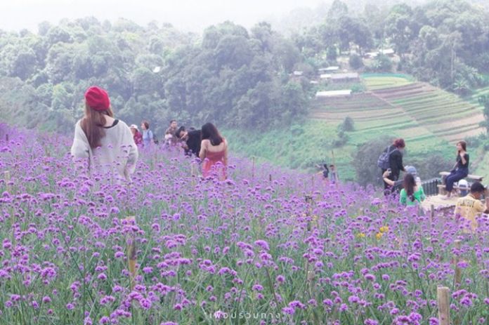 Rai Dok Lom Nao or ‘winter flower farm’, Mae Rim, Chiang Mai. (TAT Photo)