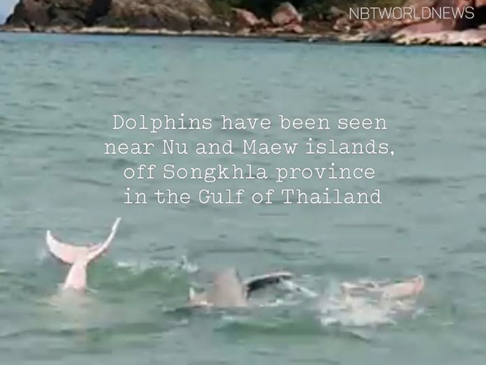 Dolphins were spotted near Nu and Maew islands, off Songkhla province in the Gulf of Thailand.