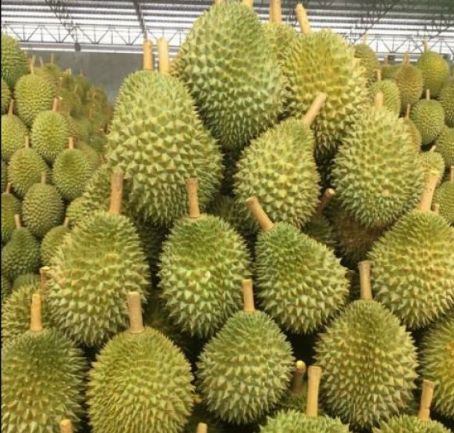  Thailand started exporting durians and mangosteens to China through the newly-opened Pingxiang railway border gate.