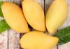 Mango, is one of the main Thailand’s fruit exporting products that are in high demand in the global market.