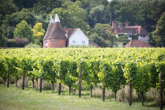 Hush Heath vineyard in Kent.