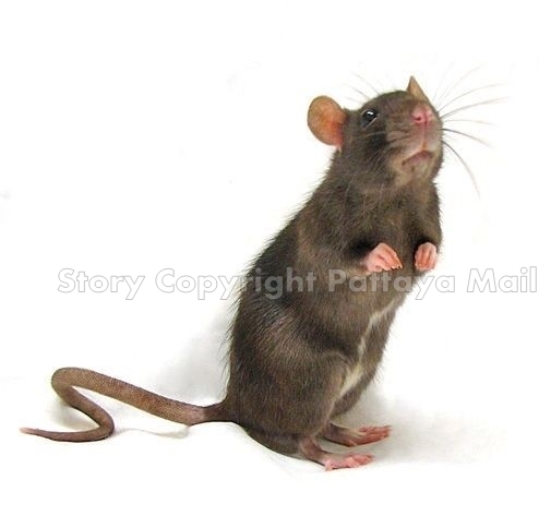 Well, after all, 2020 is the Year of the Rat.