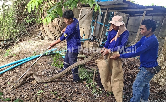 Handlers managed to capture the kind cobra to take to a safer place.
