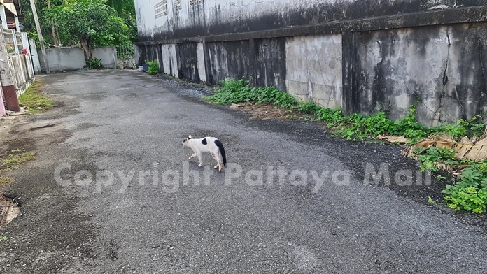 The injured cat didn’t stick around to be treated.