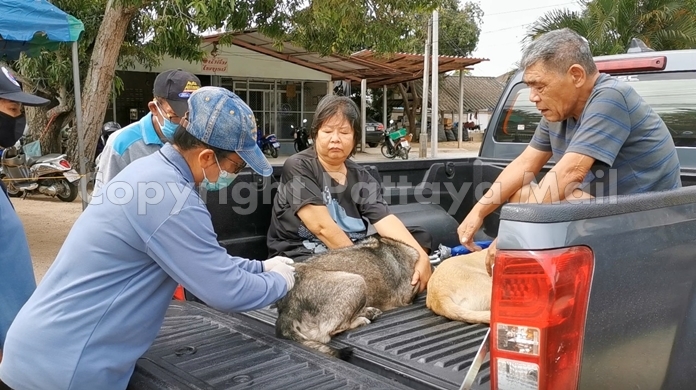 People bring in their pets for vaccinations and sterilization in the Nongprue Moo 2 Community.