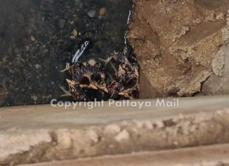 Thai villagers in Sattahip rescue baby birds There they are, little chickies all huddles together.