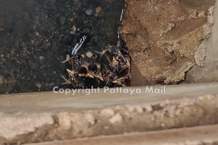 There they are, little chickies all huddles together.