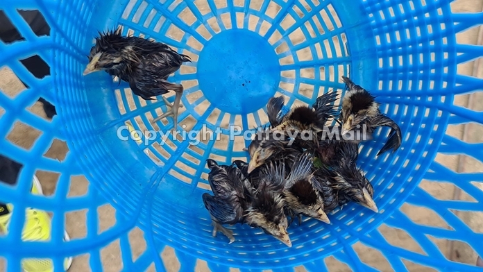 Seven tiny beaks saved.