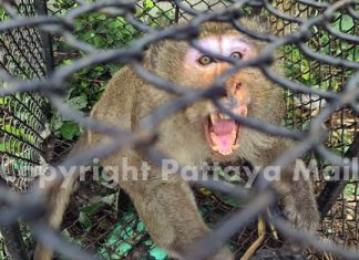 The mischievous monkeys were none too happy about being caged.