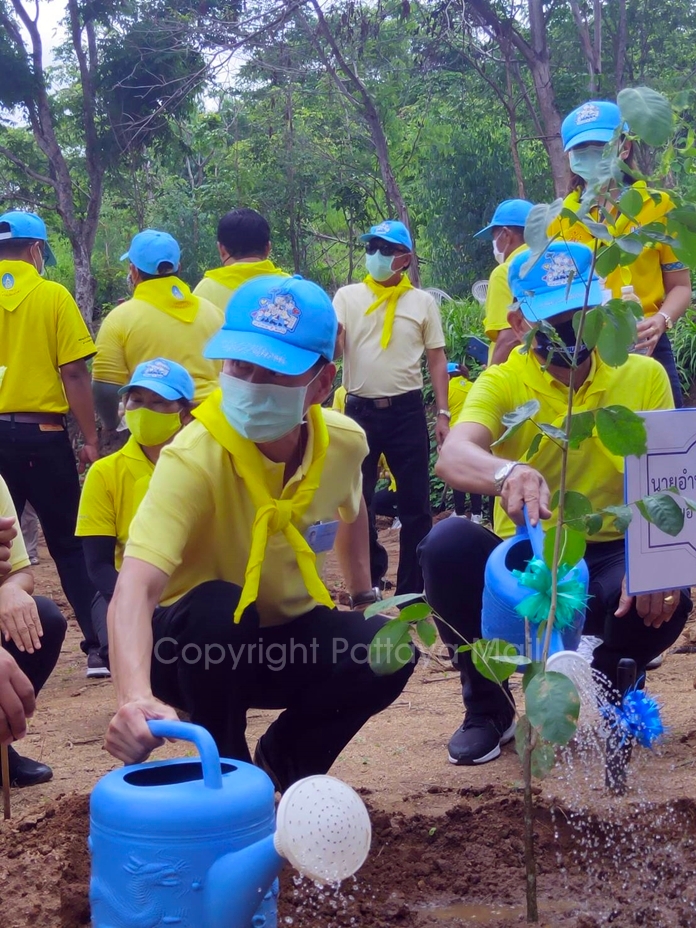 Banglamung district chief Amnart Charoensri plants a tree to commemorate HM Queen Suthida’s birthday.
