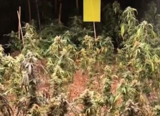 Chinese arrested for Marijuana plantation in Bangkok