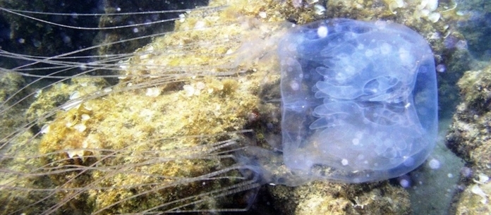 Box Jellyfish are often found in Thailand, Malaysia, Philippines, and the surrounding region.