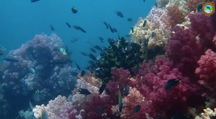 Tarutao National Park coral reefs have recuperated considerably during the lull in tourism.