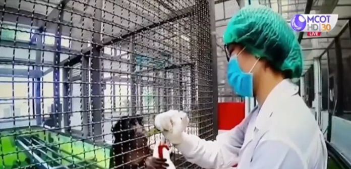 The second shots of the mRNA vaccine given to monkeys after the first shots, all monkeys remained strong and their nervous and respiratory systems were normal without side effects. 
