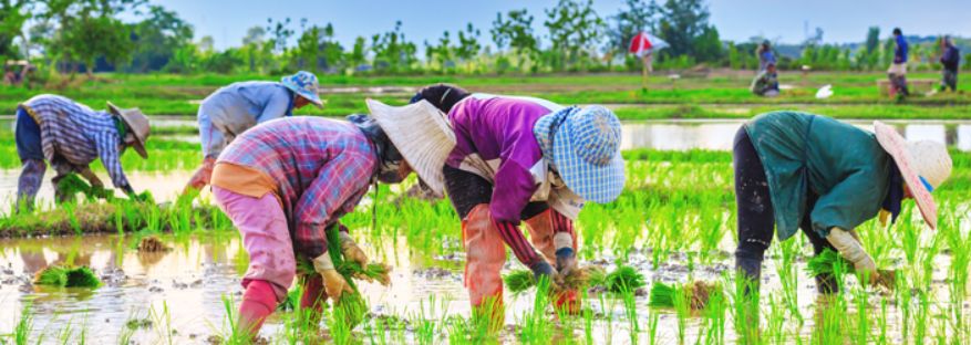 The Bank for Agriculture and Agricultural Cooperatives (BAAC) is ready to transfer subsidies to more farmers for June.
