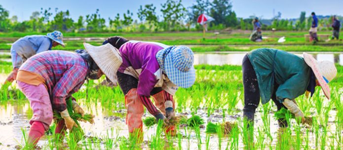Thai farmers are able to sell their produce directly to customers via a mobile app with the help of The Ministry of Agriculture and Cooperatives.