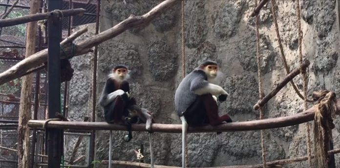 Chiang Mai Zoowaives admission fees until the end of June.