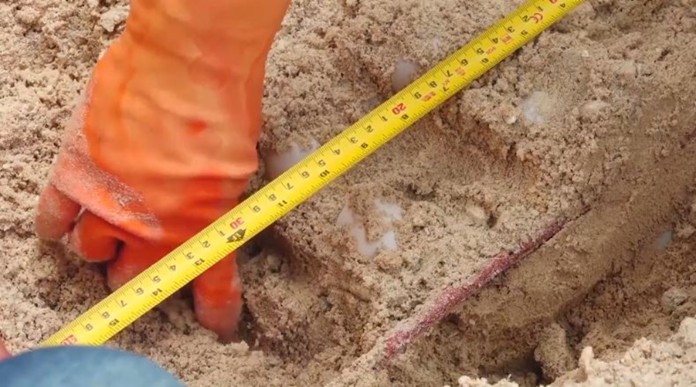 The latest nest with at least 100 eggs found on the empty Laem Sor Beach in front of a resort on Koh Samui as a result of the beach shutdown in the past months.