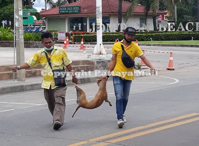 Pattaya rounded up stray dogs in Jomtien Beach after a 4-year-old child was bitten.