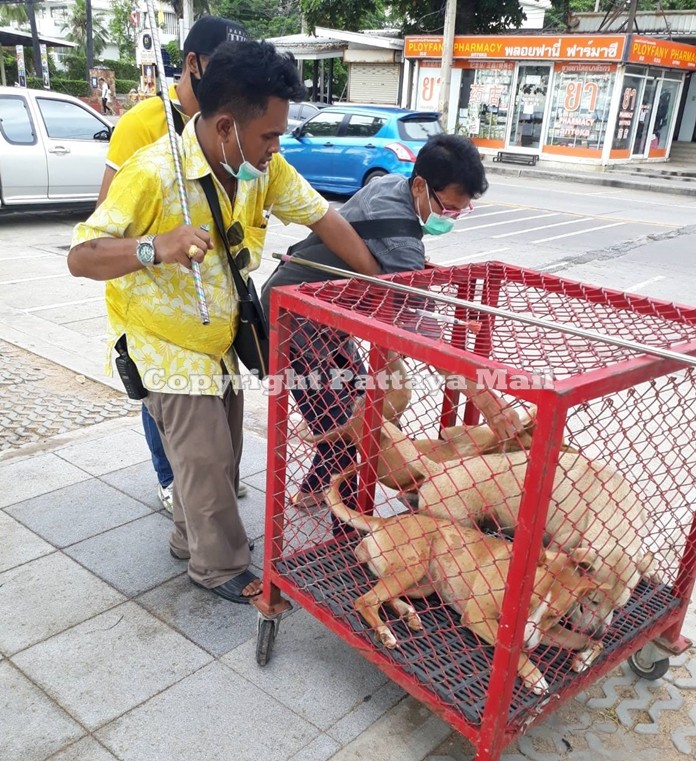 The dogs were caged and taken to a shelter.
