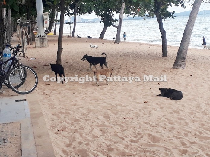 The soi dog population grew large during Pattaya’s lockdown.