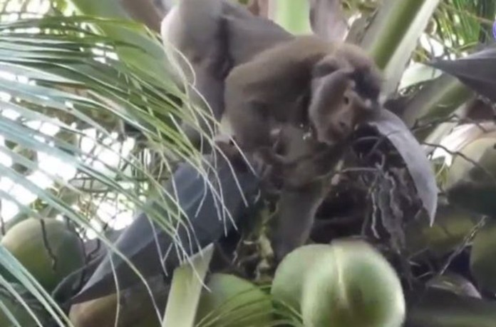 Thai trade centers and embassies in Europe were giving explanations after European stores had removed Thai coconut products from their shelves following a monkey abuse allegation by the People for the Ethical Treatment of Animals (PETA).