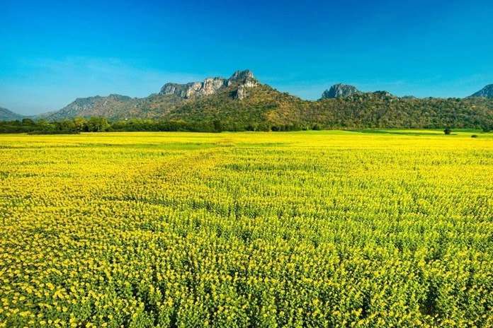 Khao Chin Lae Sunflower Field