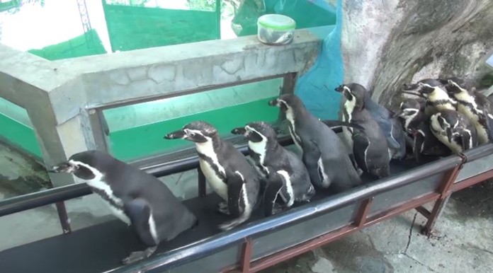 The daily show by the 11 Humboldt penguins is probably the most favorite attraction at Songkhla Zoo with an offering of 50 percent discount for all admissions.