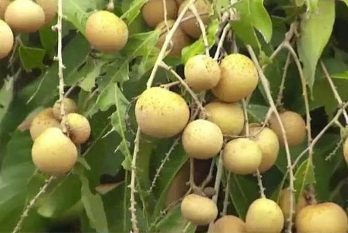 Local longan prices range from 1-33 baht per kilogram depending on quality. Main markets are China and Indonesia.
