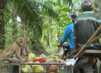 Thailand proves human labor for coconuts harvesting, monkeys for tourism
