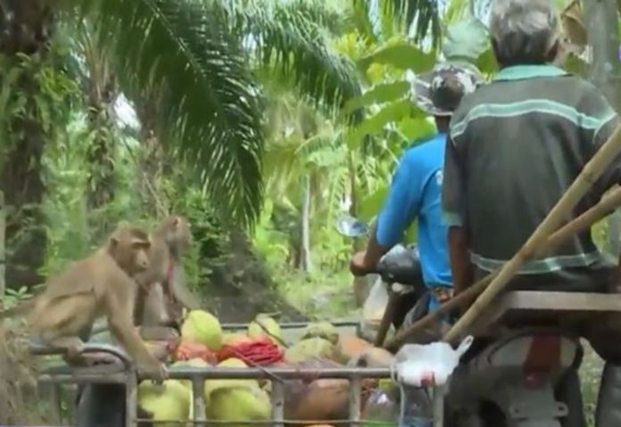 All coconut plantations for exported products use human labor, Thai Agriculture Ministry confirmed.