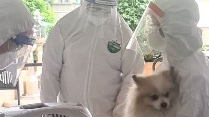 Disease Control Department collected samples for COVID-19 tests from the two-year-old pet dog that arrived with its owner on July 18, while results should be known on July 23.