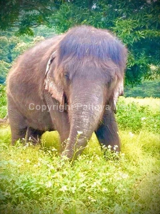 Hairy Chiang Mai elephant becomes net idol - Pattaya Mail
