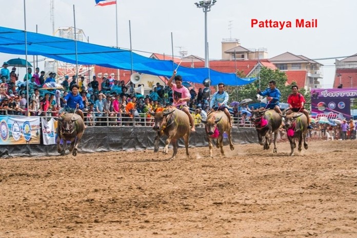 The buffalo must go on, as Chonburi holds 149th race festival Sept. 28