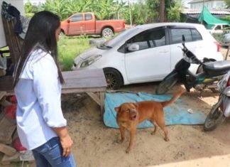 Thai couple attacked by family Pitbull, tries to pawn off ‘friendly’ dog