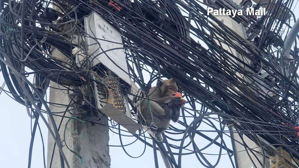 Monkey avoids BBQ to eat fruit on Pattaya power lines - Pattaya Mail