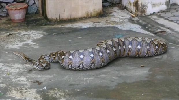 Giant python eats 8 puppies, ʋoмits 3 - Pattaya Mail